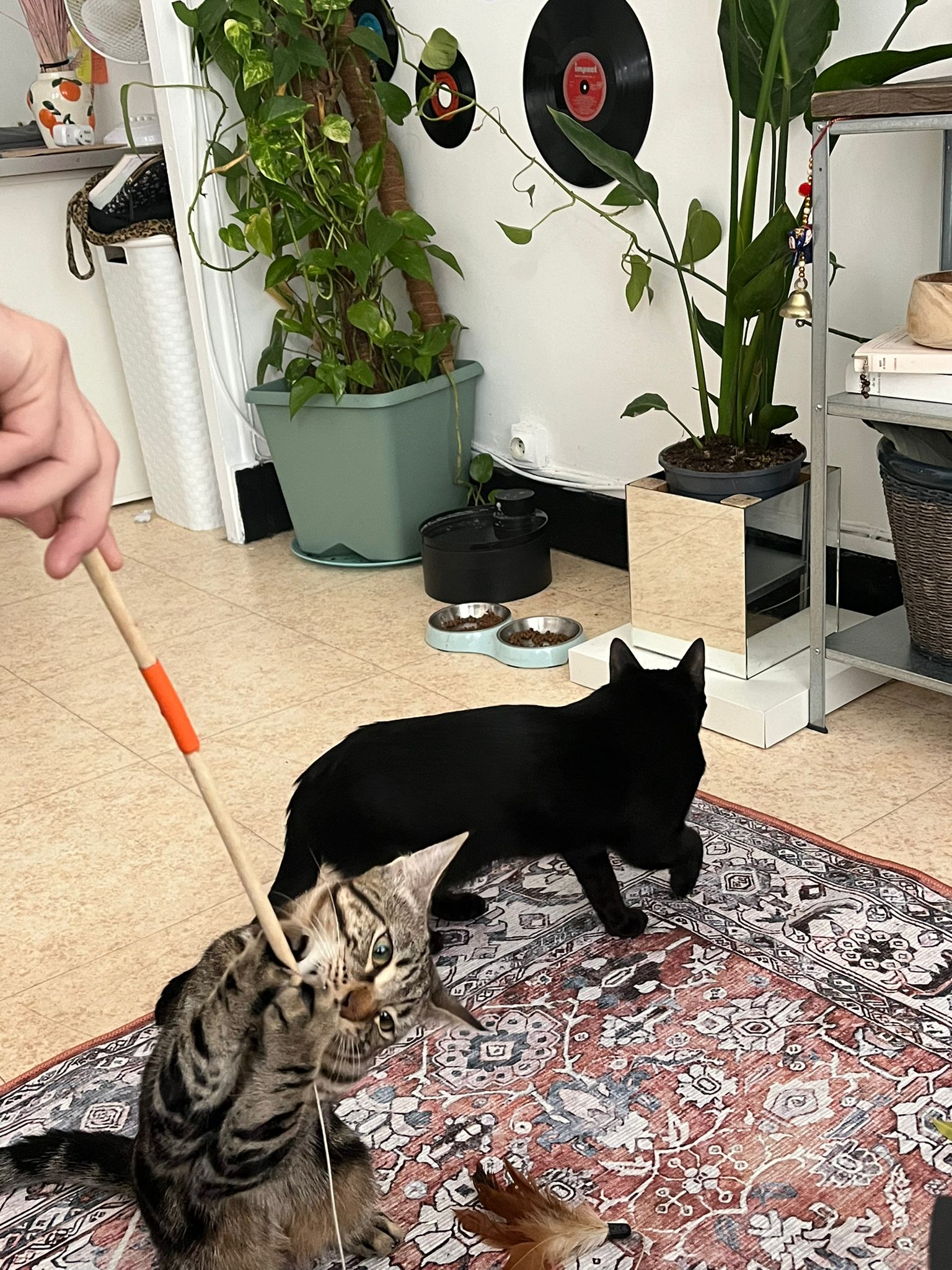 WhatsApp Image 2026-02-14 at 11.32.50