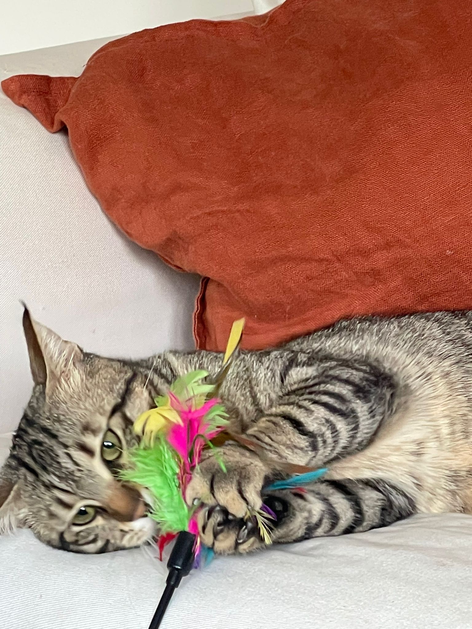 WhatsApp Image 2026-03-19 at 19.16.57 (1)