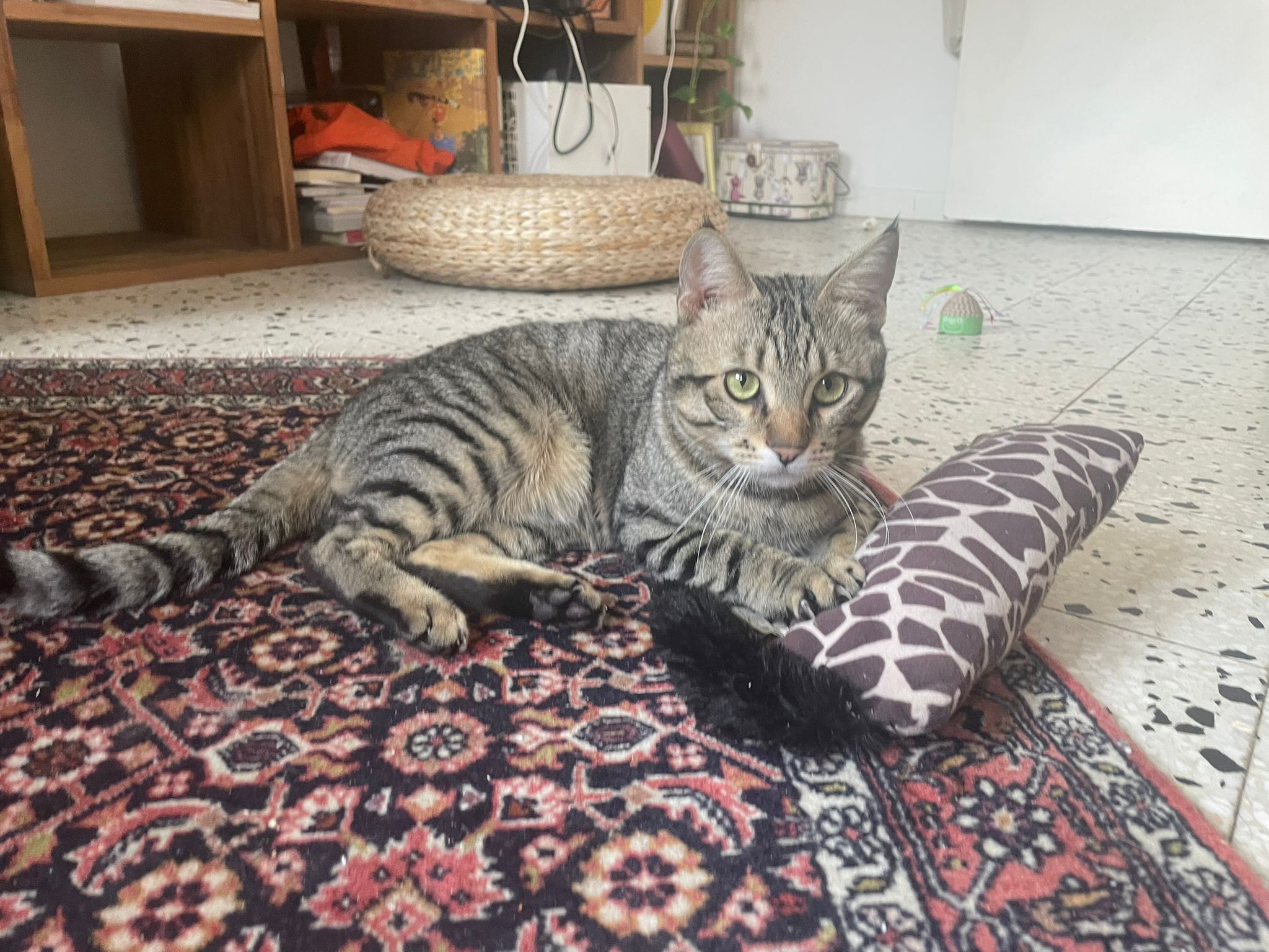 WhatsApp Image 2026-03-19 at 19.16.57 (2)