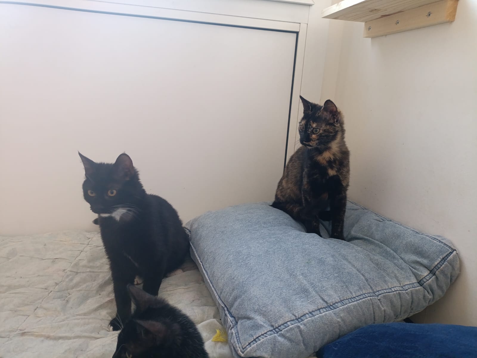 WhatsApp Image 2026-03-20 at 18.40.59 (1)