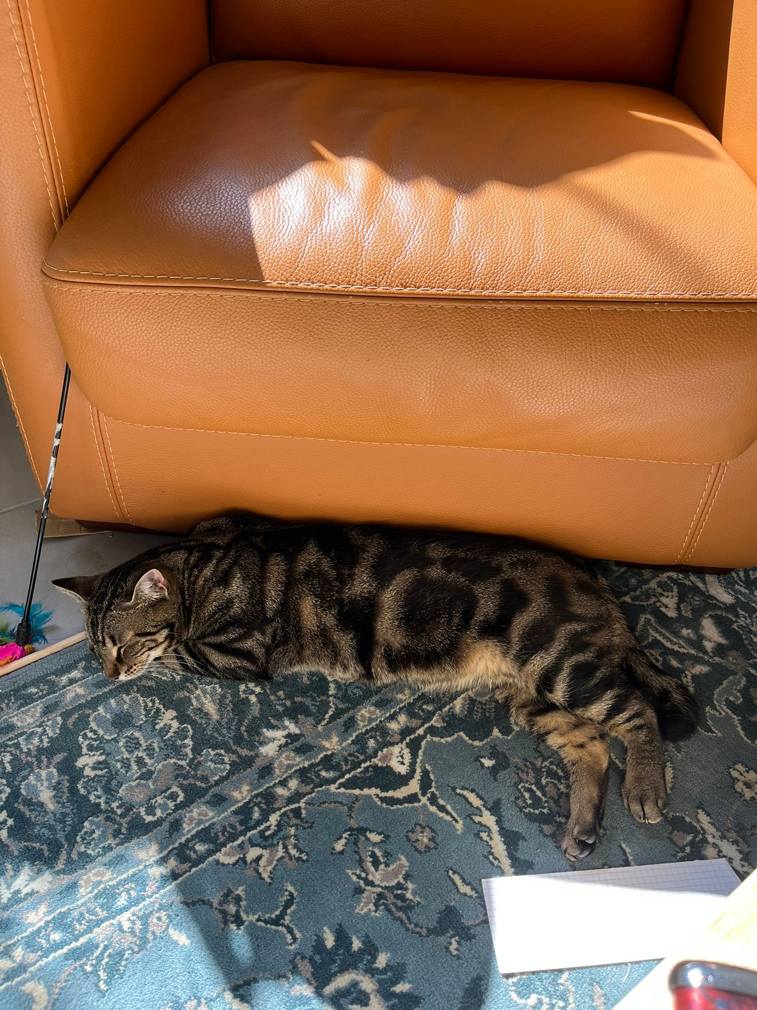 WhatsApp Image 2026-03-21 at 16.34.55