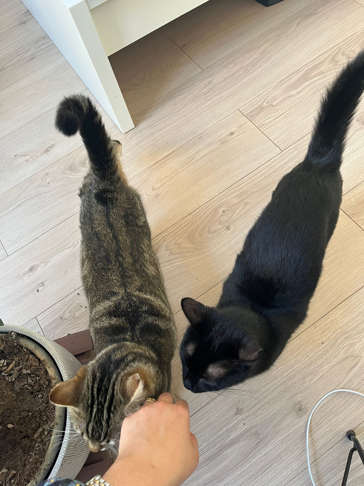 WhatsApp Image 2026-03-24 at 15.16.12