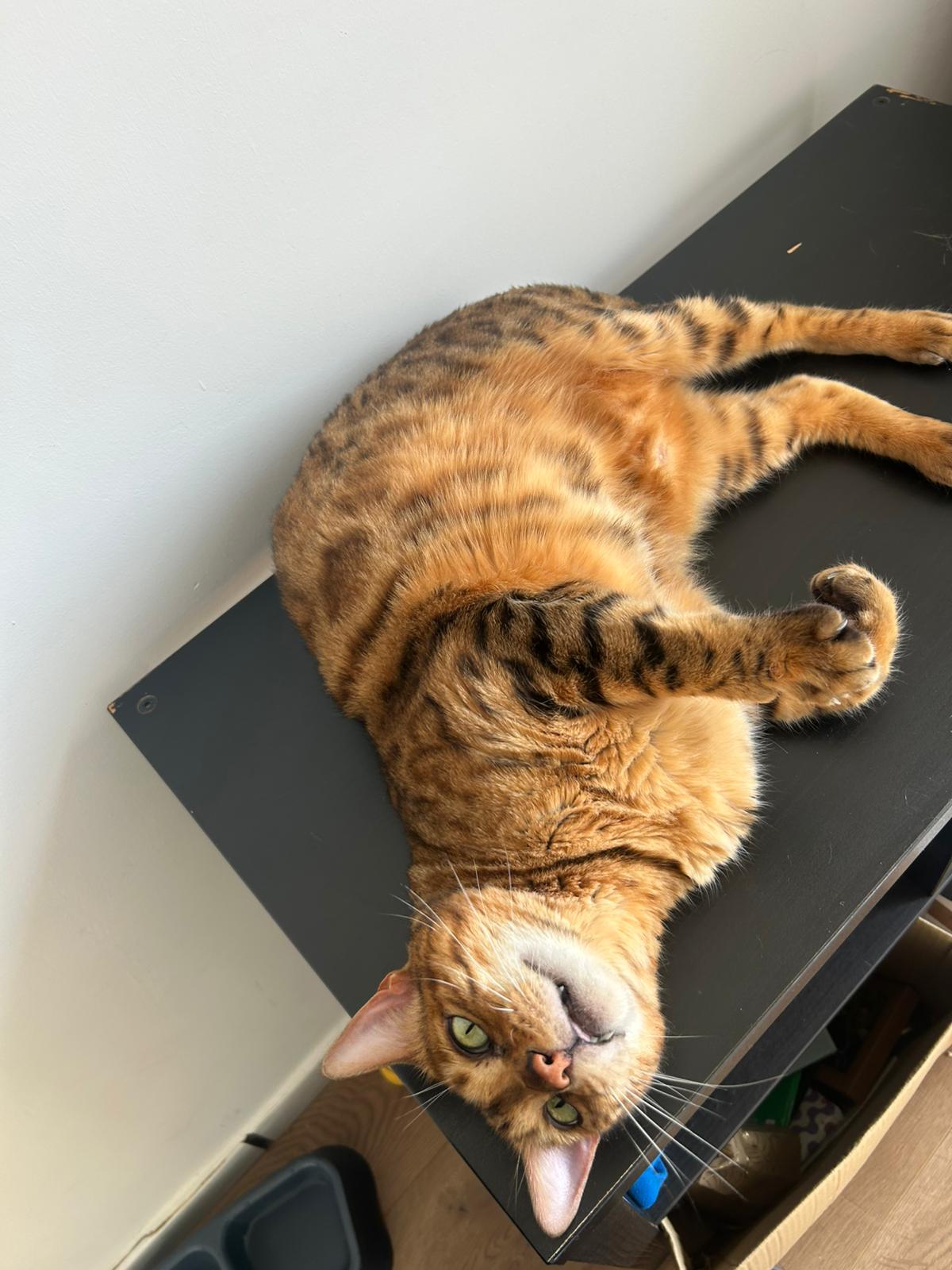 WhatsApp Image 2026-03-29 at 16.21.20 (2)