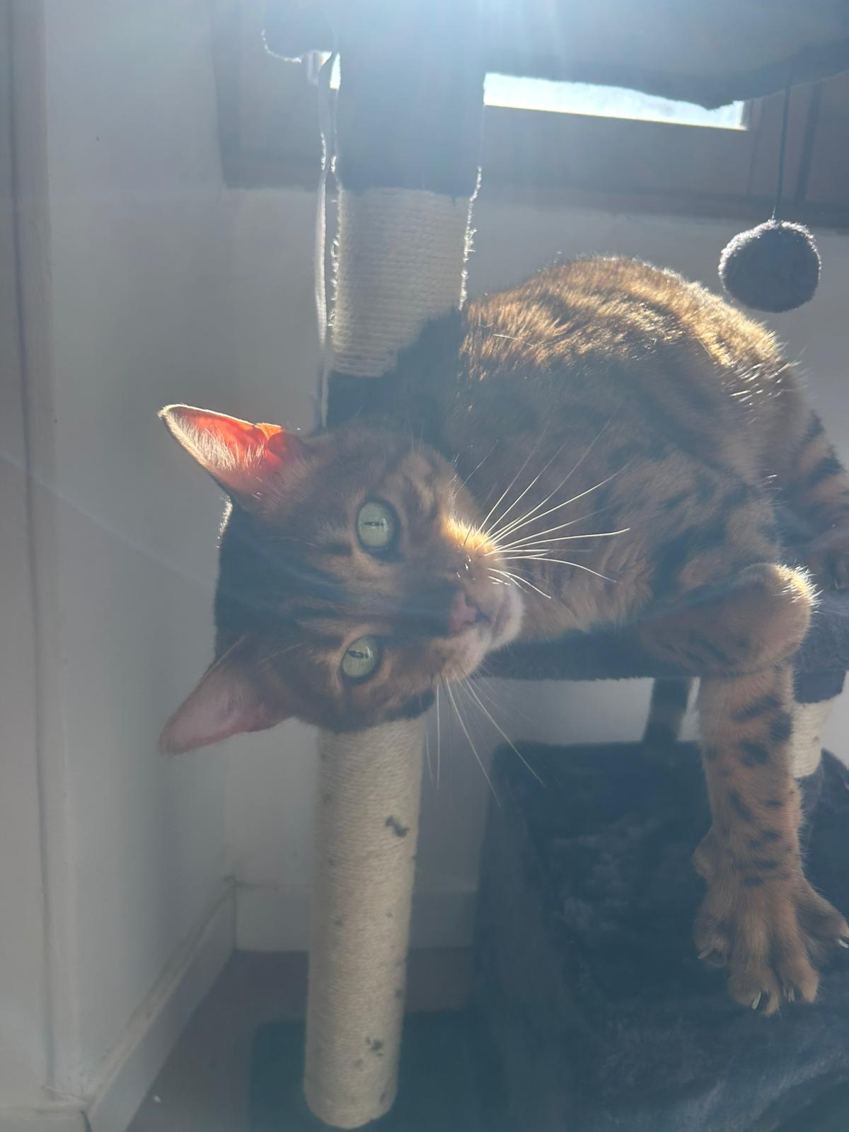 WhatsApp Image 2026-03-29 at 16.21.21