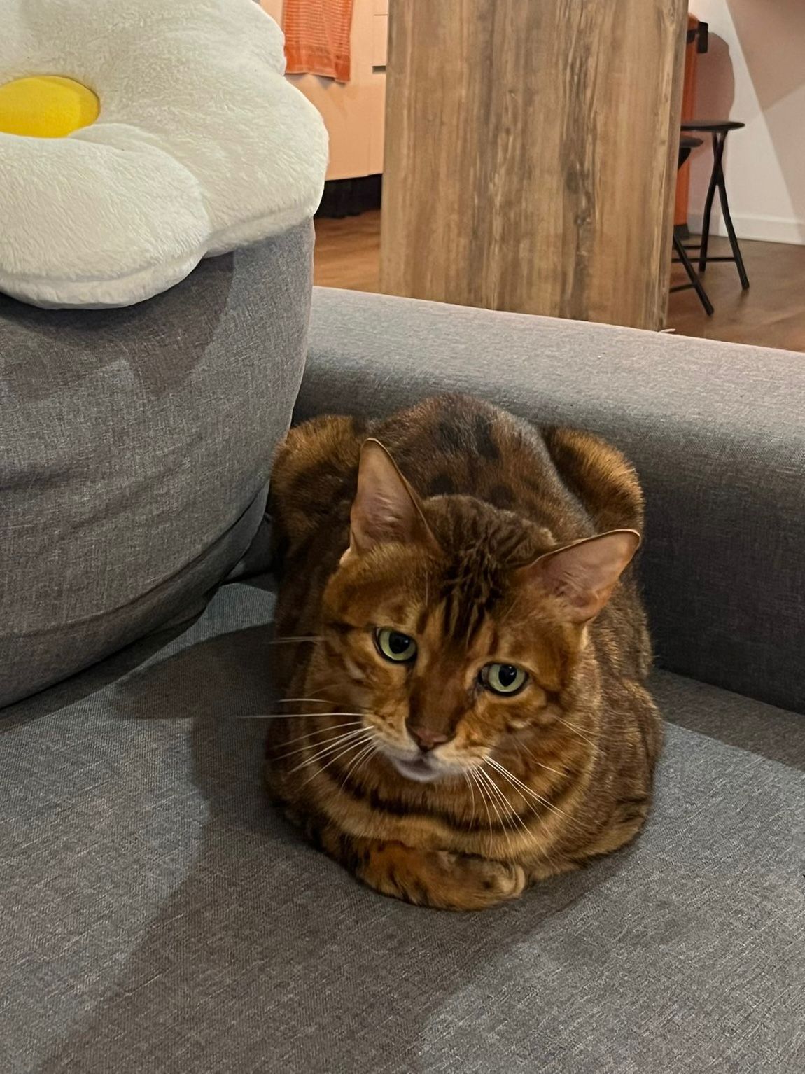 WhatsApp Image 2026-04-05 at 20.20.57 (1)