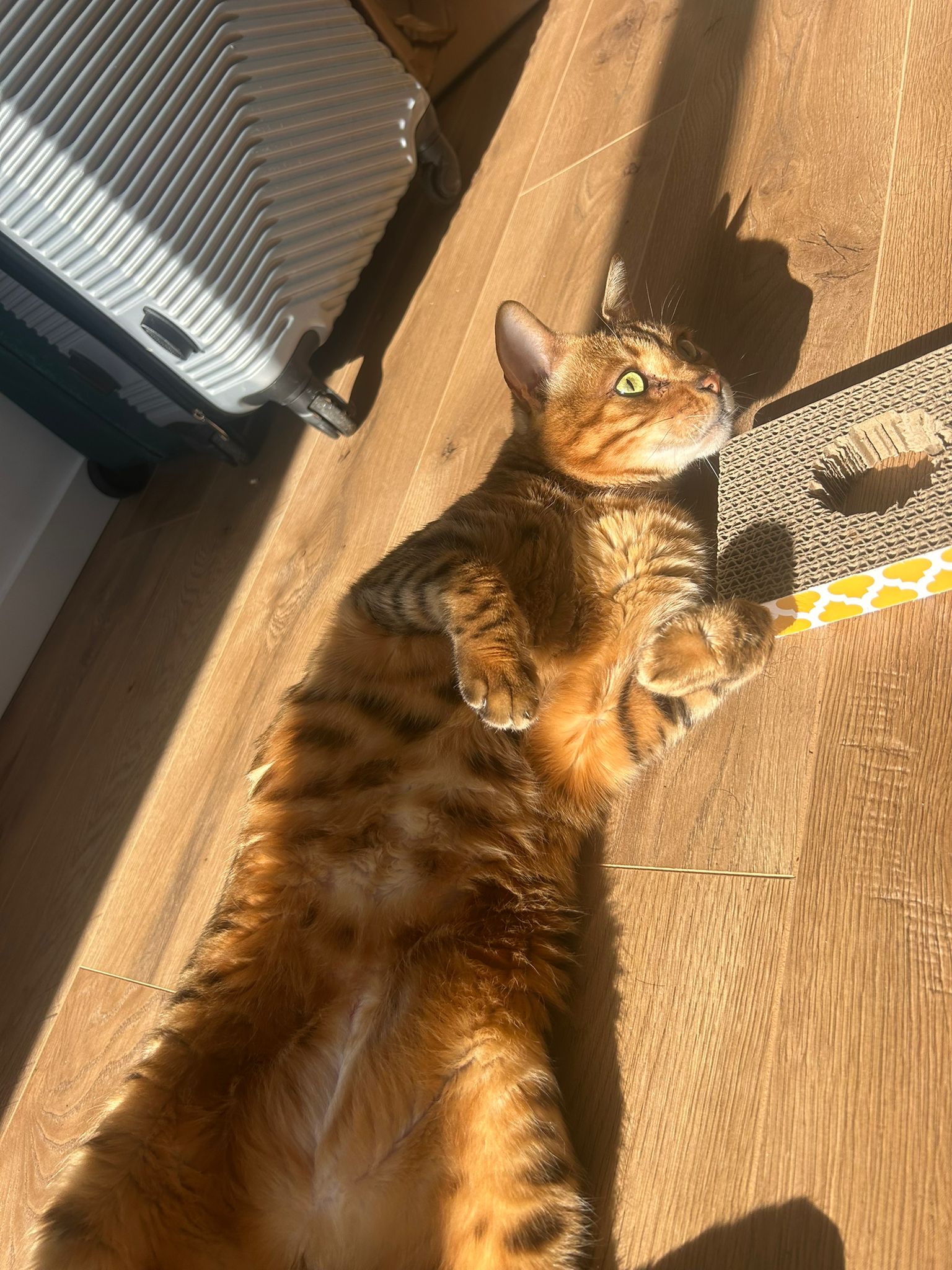 WhatsApp Image 2026-04-05 at 20.20.58