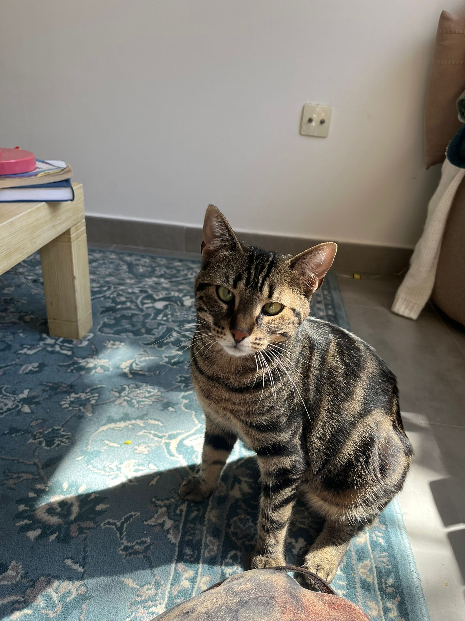 WhatsApp Image 2026-04-09 at 04.40.34