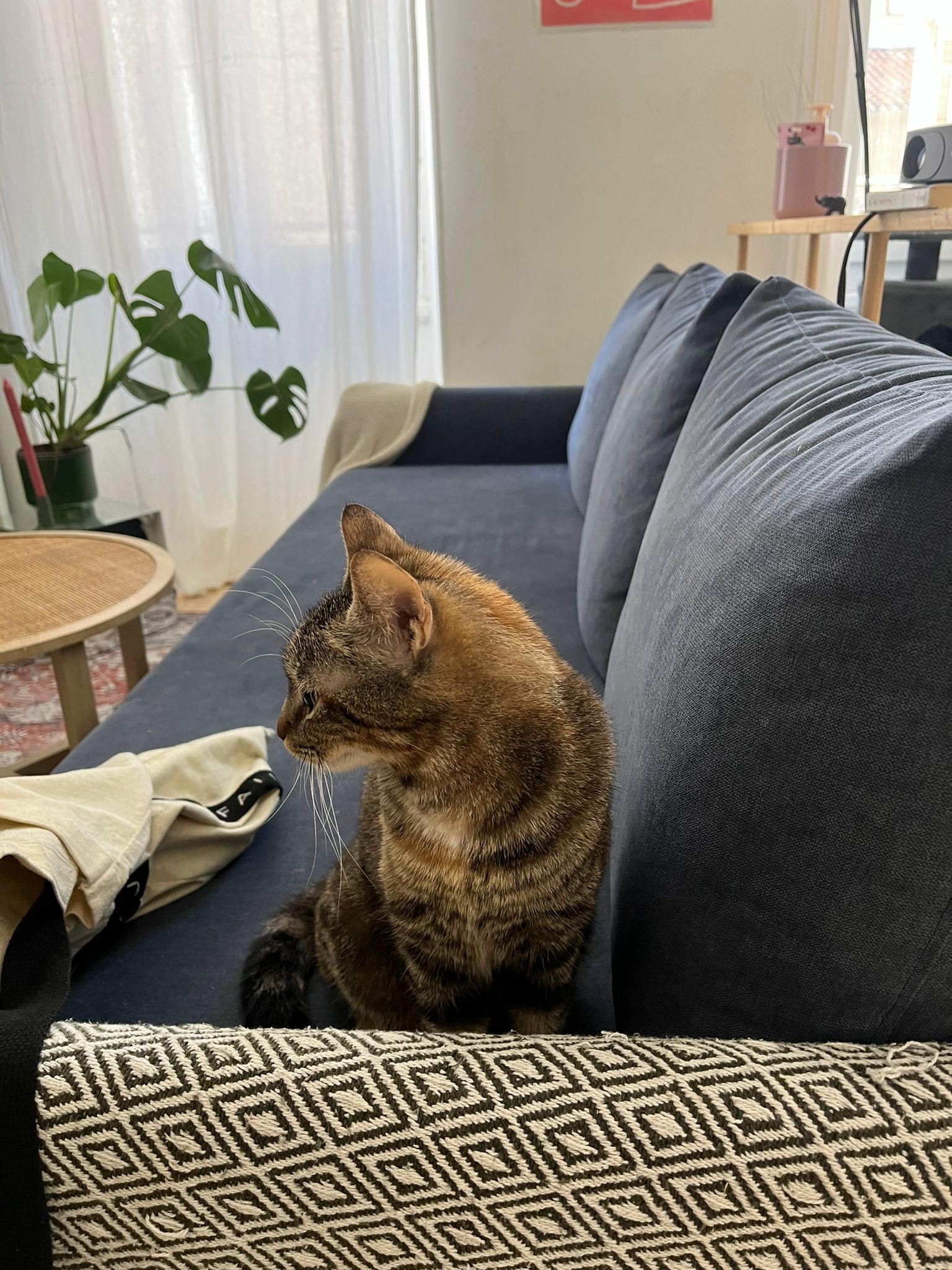 WhatsApp Image 2026-04-11 at 13.22.51