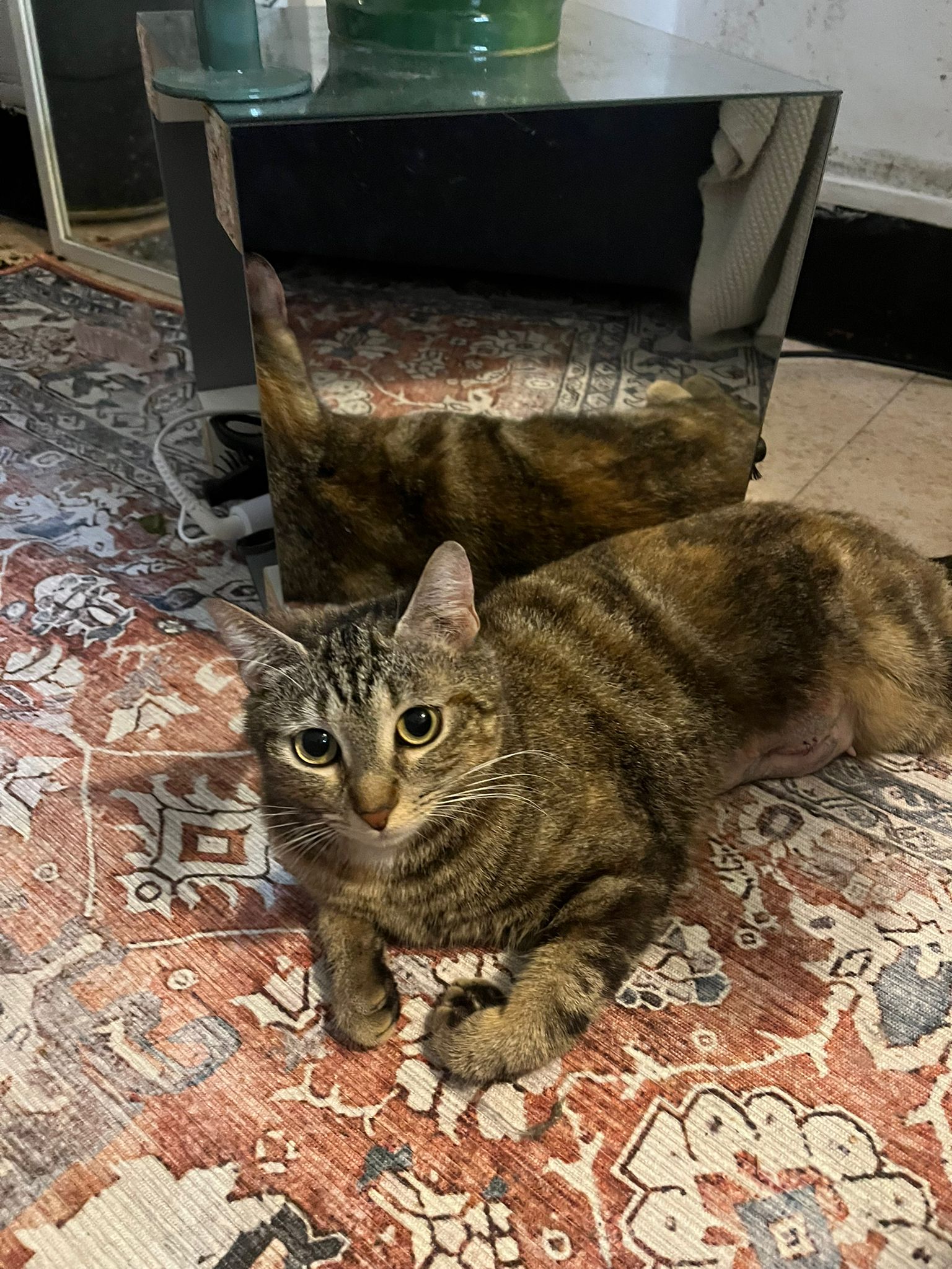 WhatsApp Image 2026-04-11 at 23.43.40