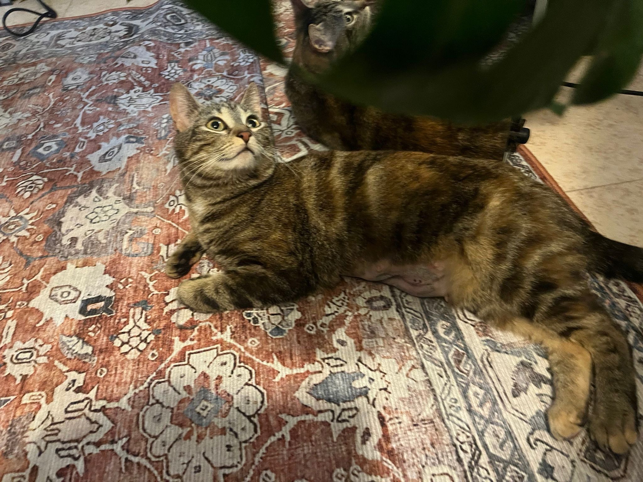 WhatsApp Image 2026-04-11 at 23.43.42