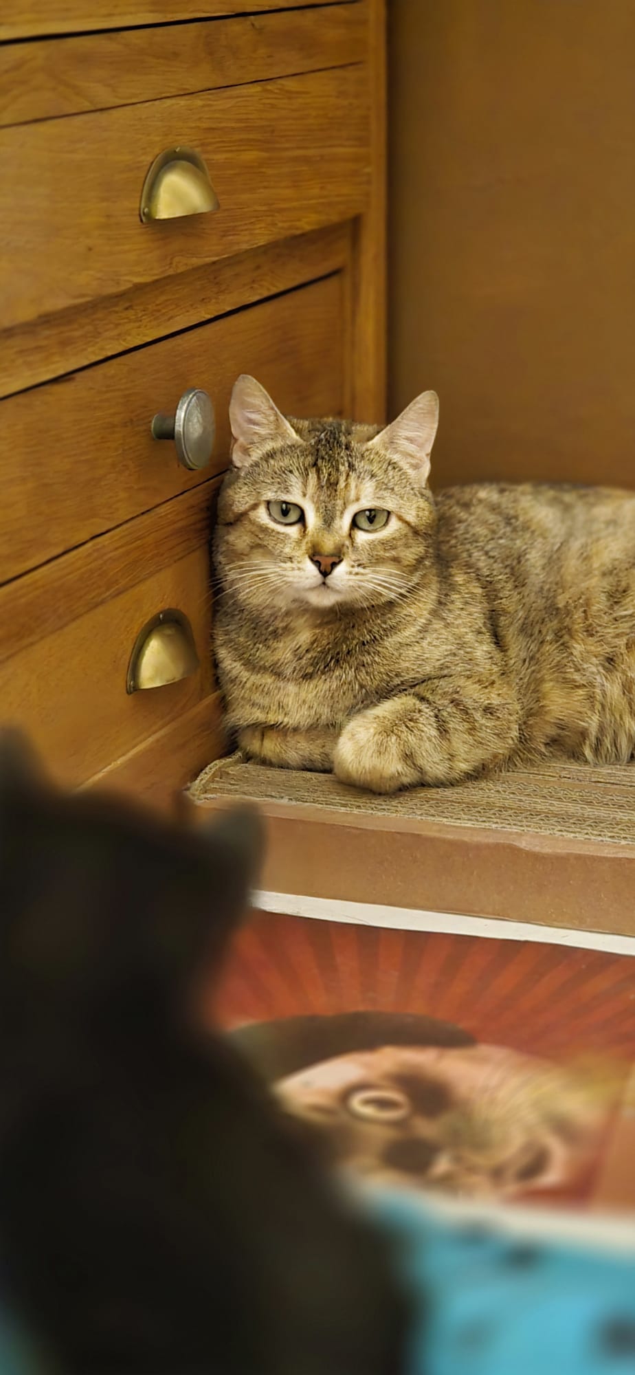 WhatsApp Image 2026-04-18 at 13.01.36 (1)