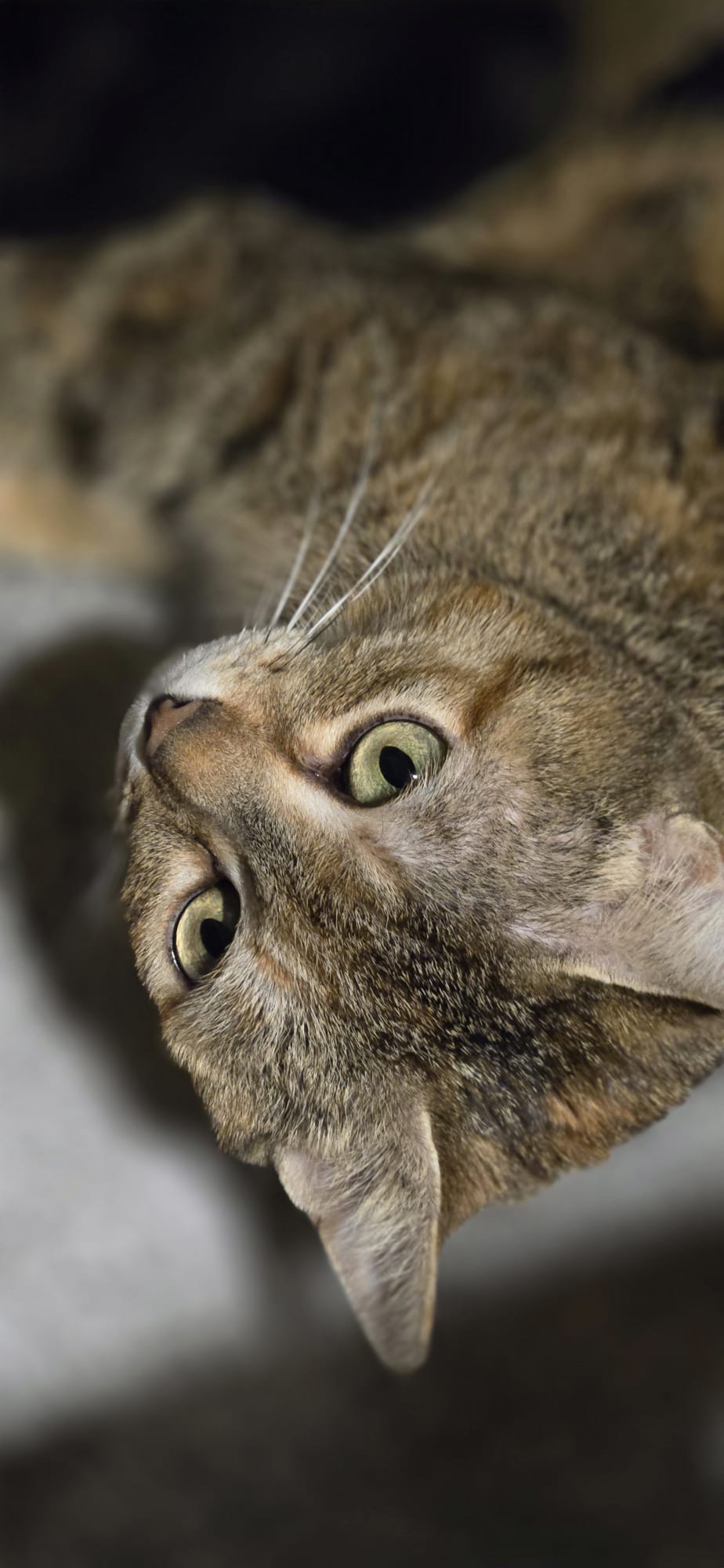 WhatsApp Image 2026-04-18 at 13.01.36 (4)