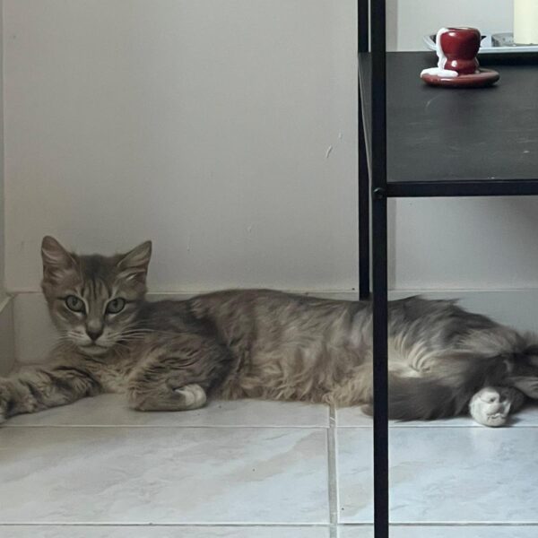 WhatsApp Image 2026-06-28 at 22.35.47 (1)